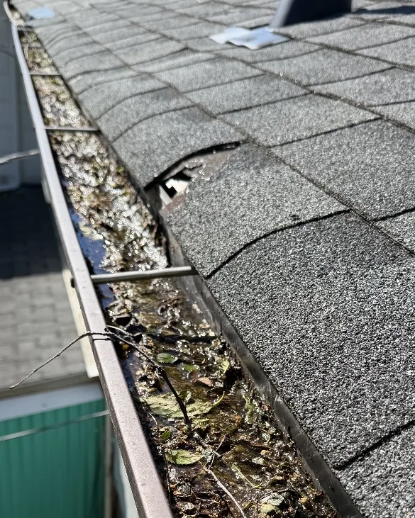 Before: Eavestrough full of leaves, debris and standing water along a shingle roof